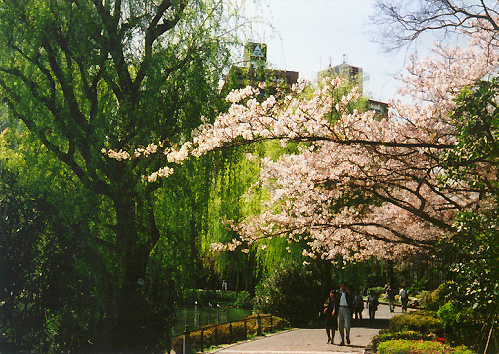 sakura1