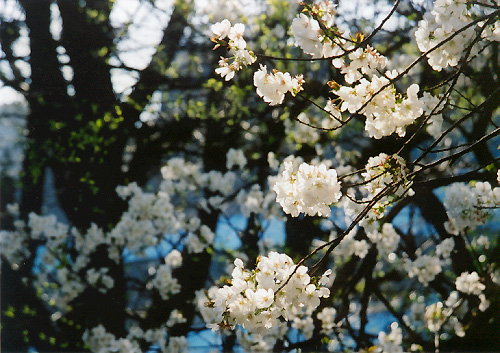 sakura2