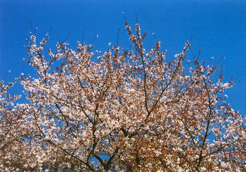sakura3