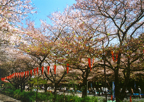 sakura4
