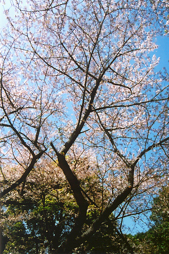 sakura5