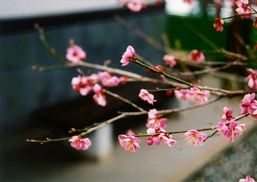 sakura6