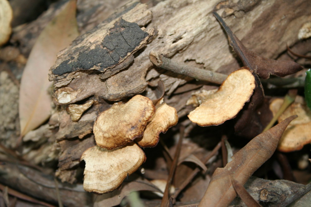 Fungus1