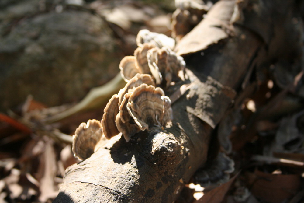 Fungus2