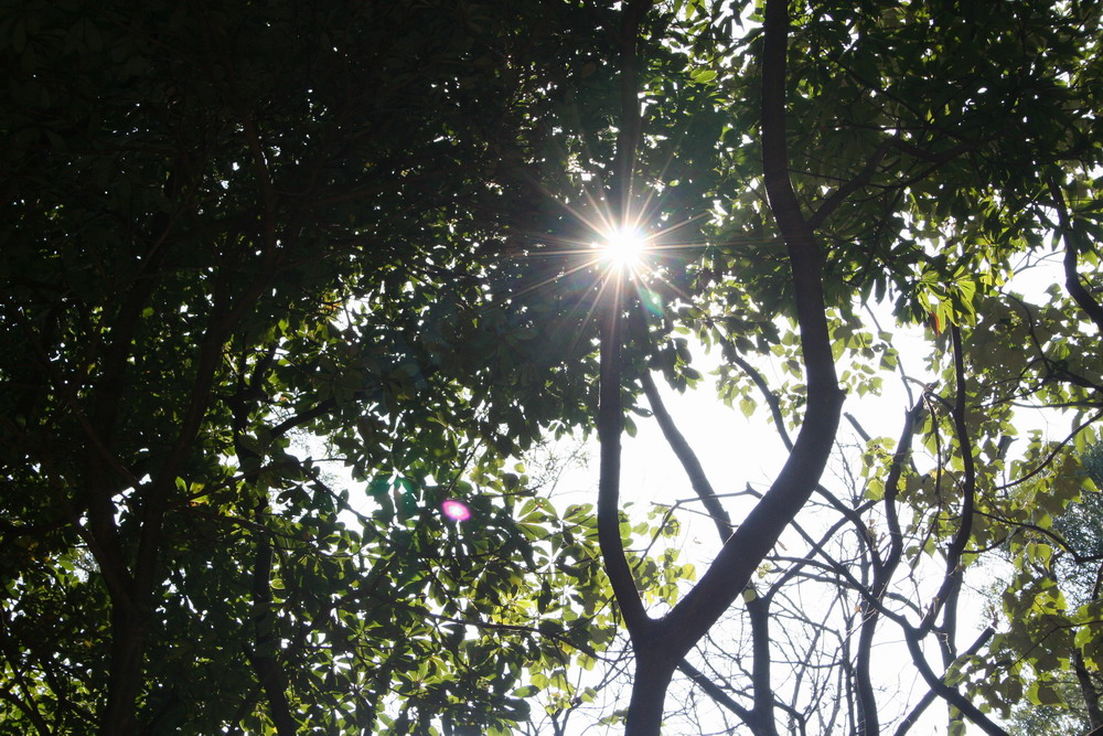 Sunlight