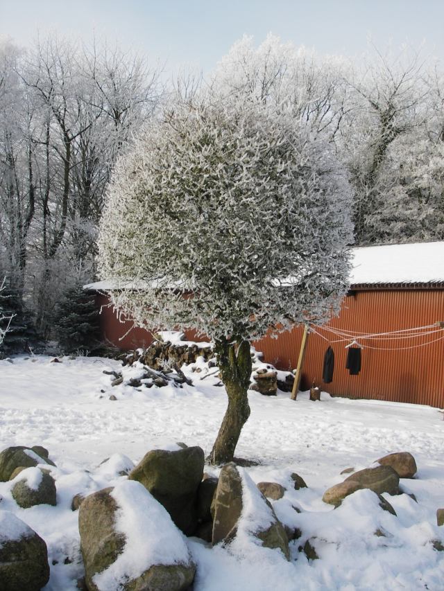 snowscene