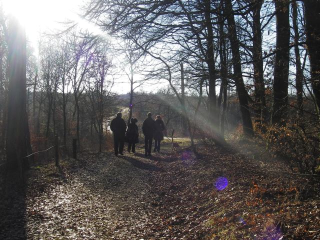 in the wood