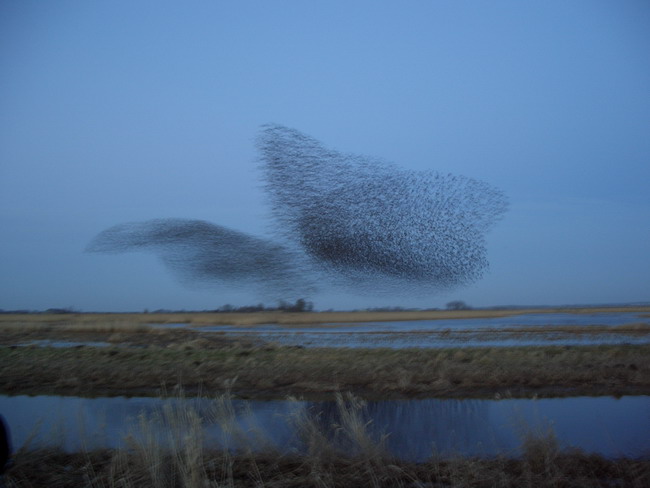 flock of birds 1
