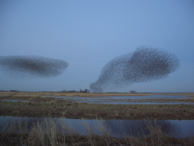 flock of birds 2