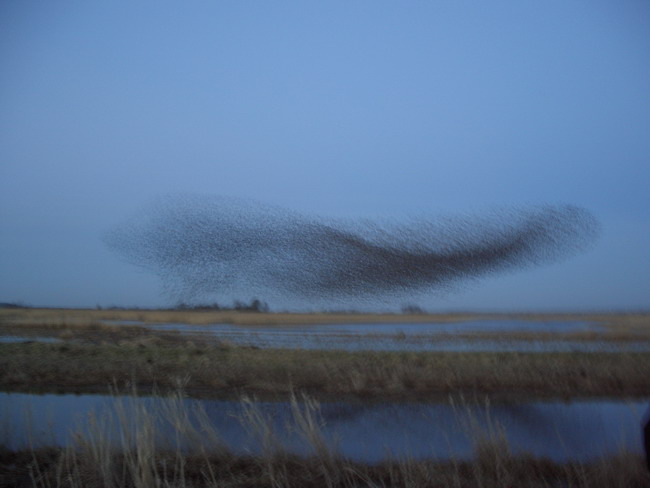 flock of birds 3