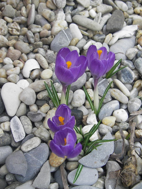 crocus