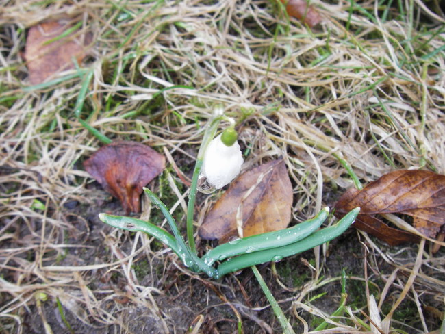 Snowdrop