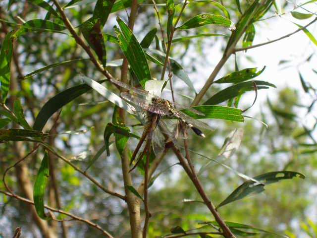 dragonfly