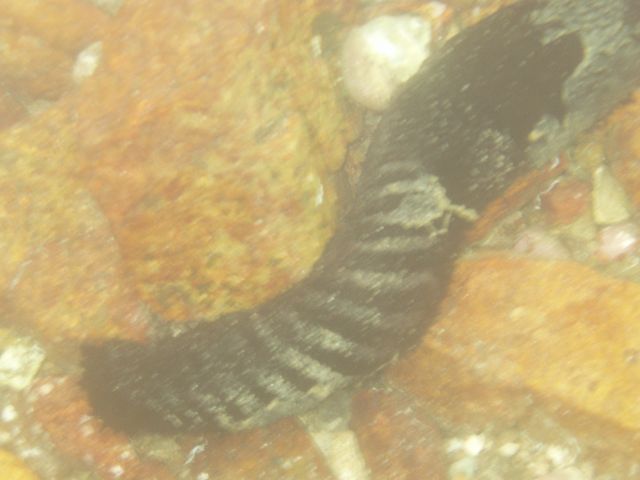 underwater