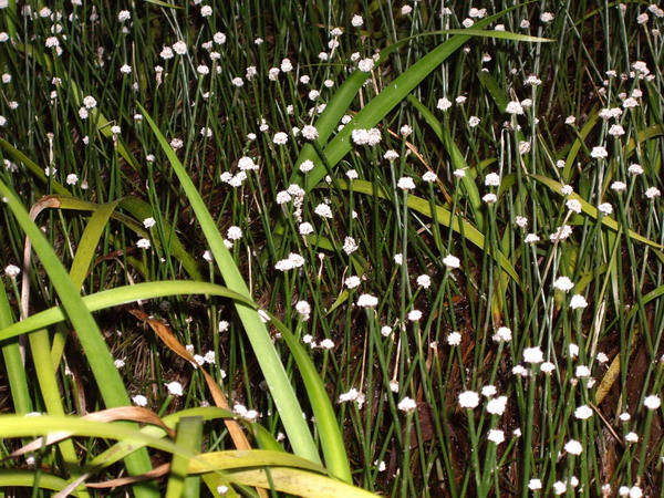 mushroom grass