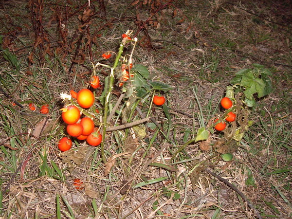 wild tomato