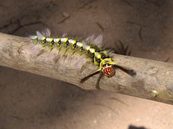 a colorful caterpillar