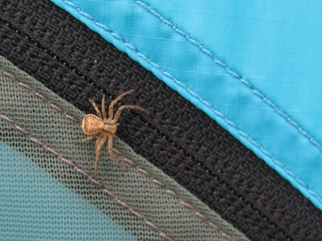 spider 1