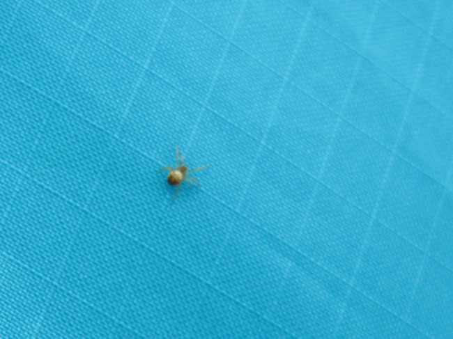 spider 2