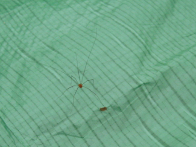 spider 3