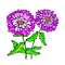 aster