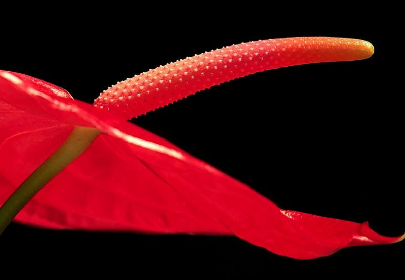 C:My DocumentsMy Picturesflower0008.jpg
