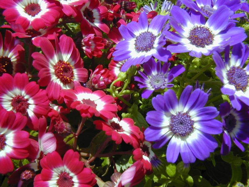 C:My DocumentsMy Picturesflower0001.jpg