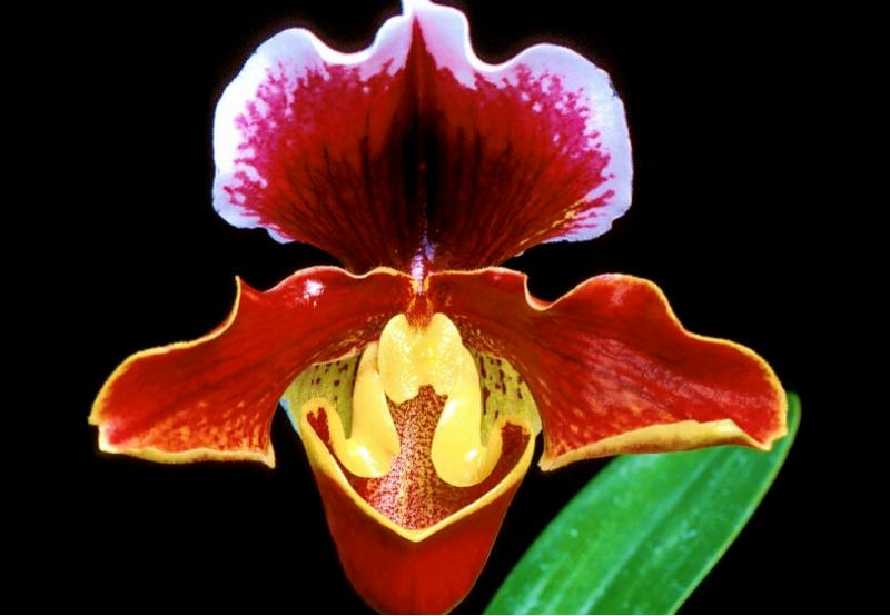 C:My DocumentsMy Picturesflower0002.jpg