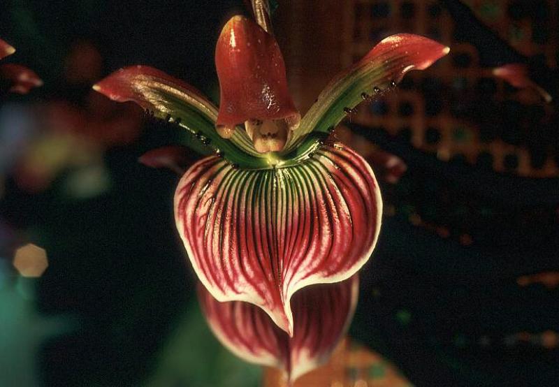 C:My DocumentsMy Picturesflower0009.jpg