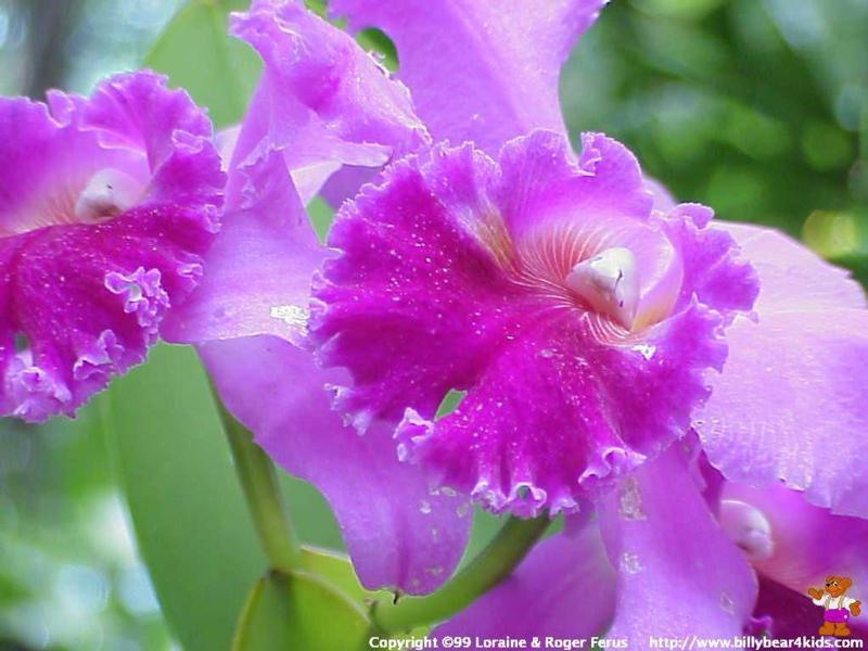 C:My DocumentsMy Picturesflower0015.jpg