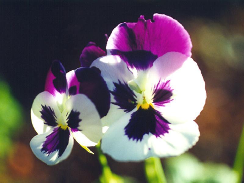 C:My DocumentsMy Picturesflower0019.jpg