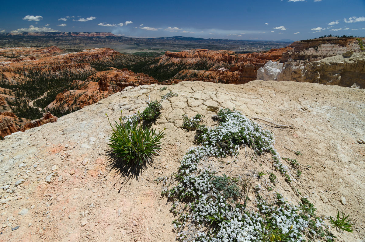 DSC_6356.jpg
